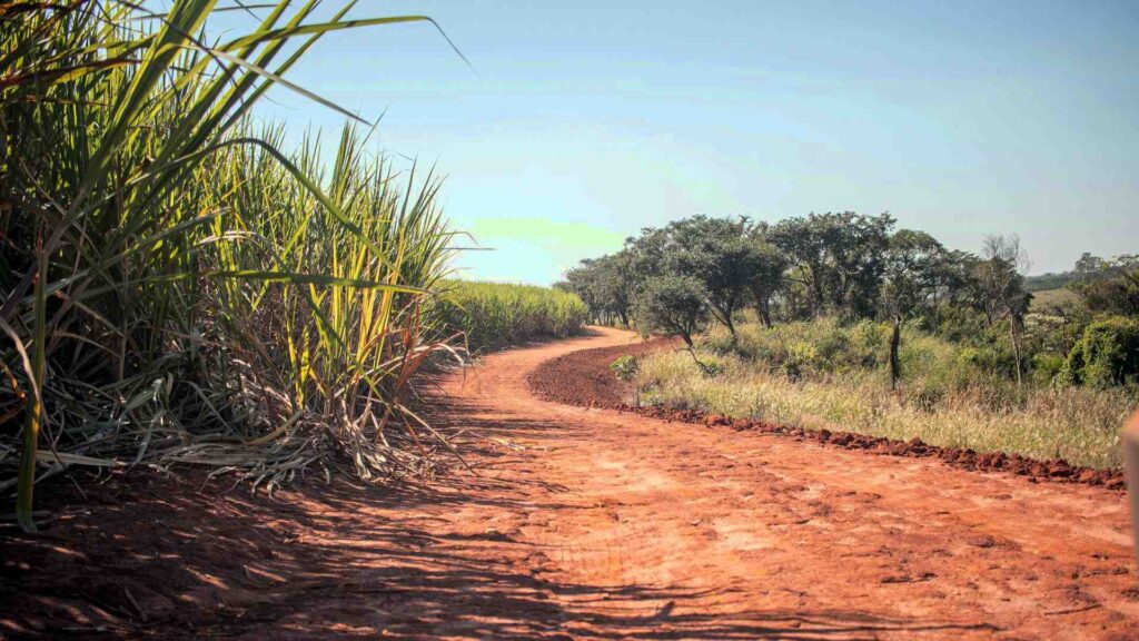 Dry Trail next to a Sugarcane Field