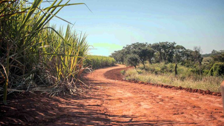 Dry Trail next to a Sugarcane Field