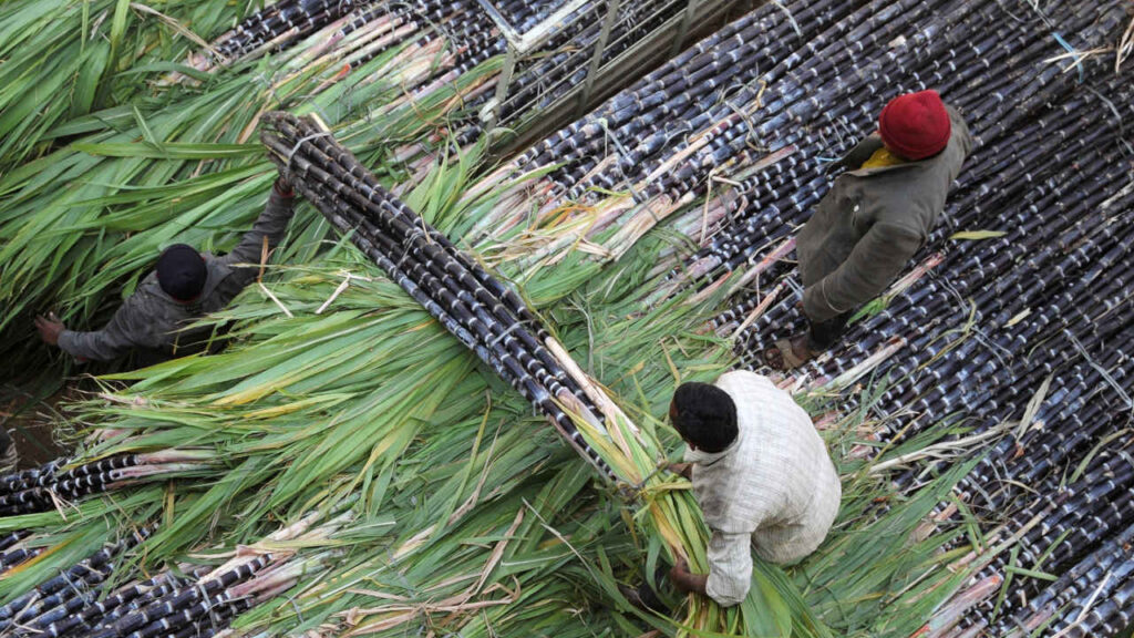 Overhead photo of Sugarcane Farmers at work - Sugar Control Order